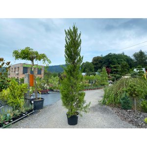 Borievka čínska (Juniperus chinensis) ´SPARTAN´ - výška 200-250 cm, kont. C35L